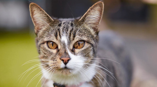 Imagem Veterinário